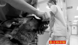 虐狗视频,揭开残忍背后的黑暗面